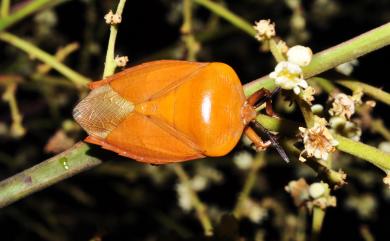 Tessaratoma papillosa (Drury, 1770) 荔枝椿象