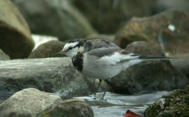 Motacilla alba lugens (Gloger, 1829) 白鶺鴒(黑背眼紋亞種)