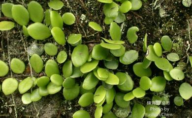 Lemmaphyllum microphyllum C.Presl 伏石蕨