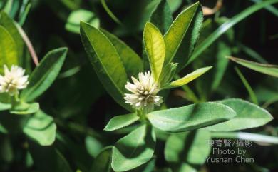 Alternanthera philoxeroides 空心蓮子草