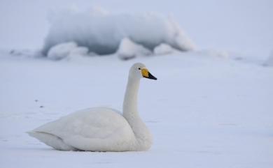 Cygnus cygnus (Linnaeus, 1758) 大天鵝