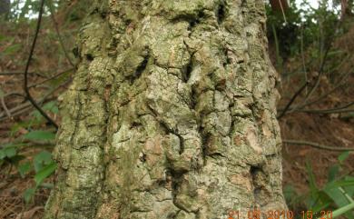 Quercus variabilis 栓皮櫟