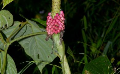 Amorphophallus hirtus N.E.Br. 密毛魔芋