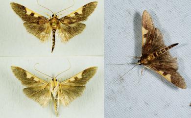 Analthes insignis (Butler, 1881)