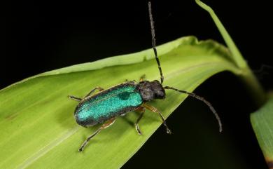 Apophylia velai Bezdek, 2003 黃腳翠螢金花蟲