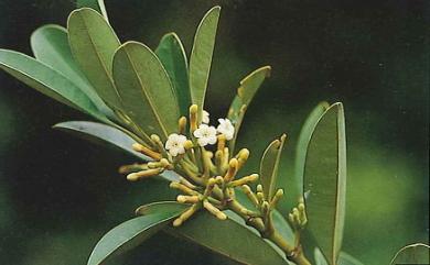 Alyxia sibuyanensis Elmer 蘭嶼念珠藤