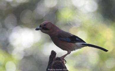 Garrulus glandarius taivanus (Gould, 1862) 松鴉