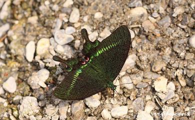 Papilio hermosanus Rebel, 1906 臺灣琉璃翠鳳蝶