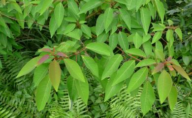 Sapium discolor Muell.-Arg., 1863