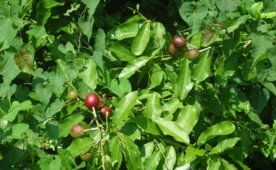 Capparis micracantha var. henryi (Matsum.) Jacobs 小刺山柑
