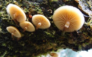 Kuehneromyces mutabilis (Schaeff.:Fr.) Sing. 庫恩菇