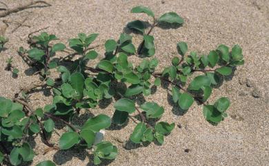 Vitex rotundifolia 海埔姜