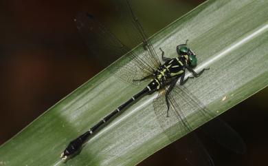 Heliogomphus retroflexus (Ris, 1912) 曲尾春蜓