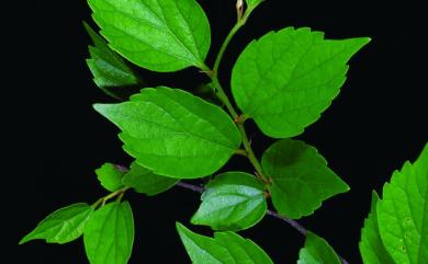 Celtis biondii 沙楠子樹