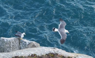 Larus crassirostris Vieillot, 1818 黑尾鷗