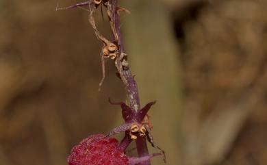 Sciaphila secundiflora 錫蘭霉草