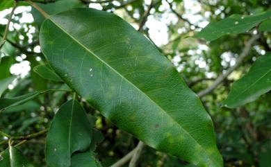 Daphniphyllum glaucescens subsp. oldhamii 奧氏虎皮楠