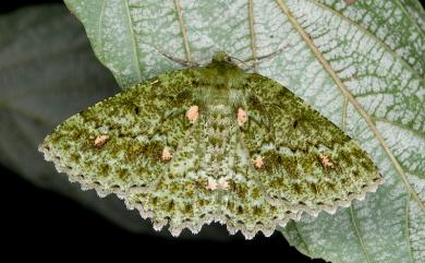 Herochroma ochreipicta (Swinhoe, 1905) 赭點粉綠尺蛾