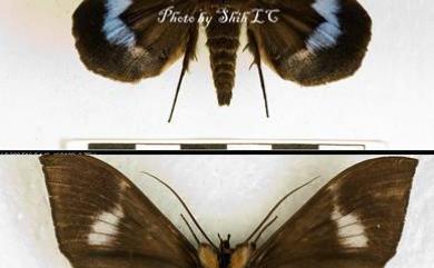 Ischyja manlia Cramer, 1776 藍條裳蛾