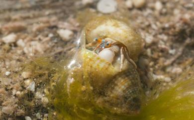 Calcinus laevimanus (Randall, 1840) 光掌硬殼寄居蟹