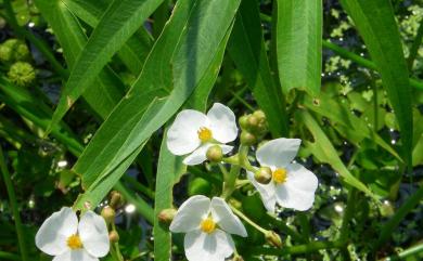 Sagittaria sagittifolia L. 慈姑