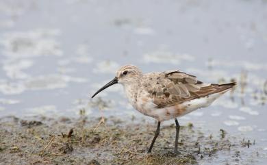 Calidris ferruginea (Pontoppidan, 1763) 彎嘴濱鷸