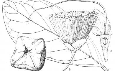 Barringtonia asiatica (L.) Kurz 棋盤腳樹