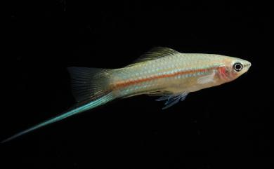 Xiphophorus hellerii Heckel, 1848 劍尾魚