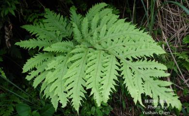Tectaria phaeocaulis (Rosenst.) C.Chr. 蛇脈三叉蕨