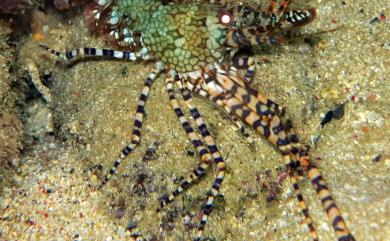 Saron marmoratus (Olivier, 1811) 花斑掃帚蝦