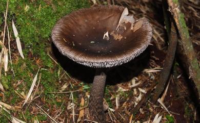 Amanita