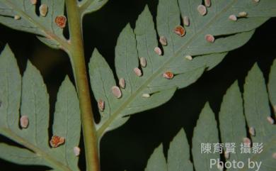 Cibotium taiwanense 臺灣金狗毛蕨