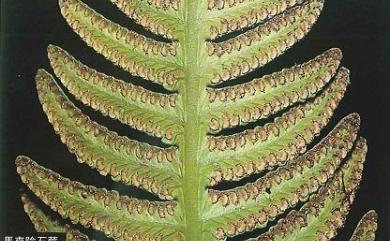 Davallia pectinata Sm. 馬來陰石蕨