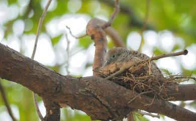 Geopelia striata (Linnaeus, 1766) 斑馬鳩