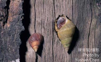 Littoraria pallescens (Philippi, 1846) 多彩玉黍螺