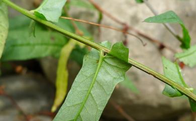 Xenostegia tridentata (L.) D.F. Austin & Staples 戟葉菜欒藤