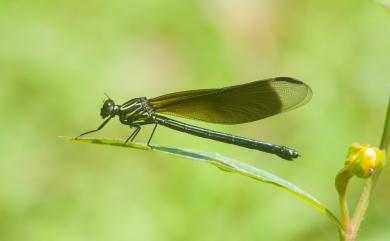 Euphaea formosa Hagen, 1869 短腹幽蟌