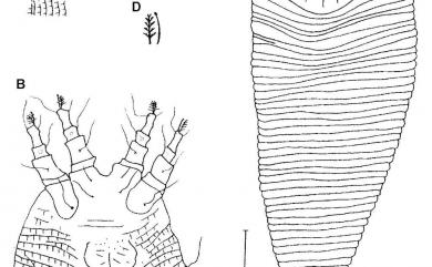 Colopodacus palaquius Huang, 2001 大葉山欖同足節蜱