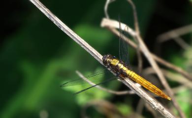 Orthetrum pruinosum neglectum 霜白蜻蜓中印亞種