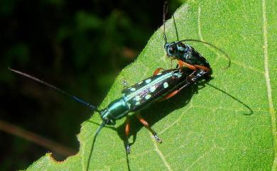 Glenea chrysomaculata Schwarzer, 1925 藍艷燦星天牛