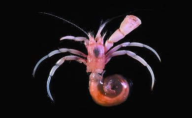 Sympagurus acinops Lemaitre, 1989 錐眼同寄居蟹