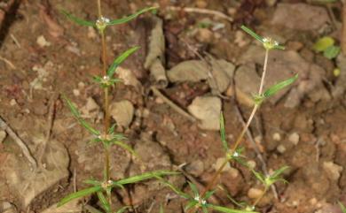 Spermacoce pusilla Wall. 小鴨舌癀舅