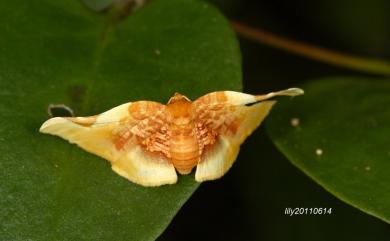 Pyrinioides sinuosa (Warren, 1896) 金盞網蛾