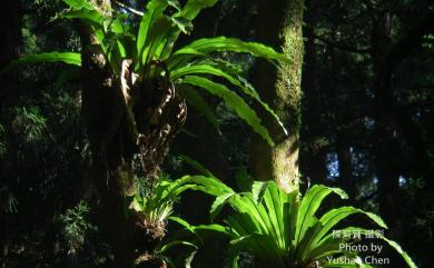 Asplenium antiquum 山蘇花