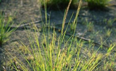 Sporobolus indicus var. major (Buse) Baaijens 鼠尾粟