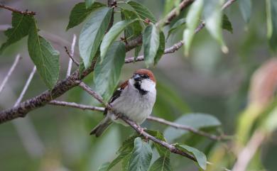 Passer cinnamomeus rutilans (Temminck, 1836) 山麻雀