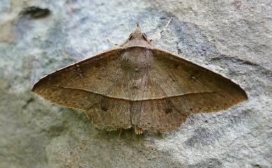 Tochara creberrima (Walker, 1858)