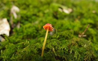 Mycena 小菇屬