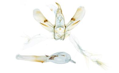 Paramaxates vagata (Walker, 1861) 漫副鋸翅青尺蛾