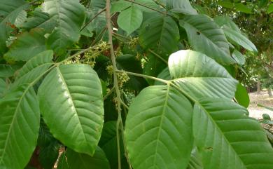 Sandoricum koetjape (Burm.f.) Merr. 山陀兒